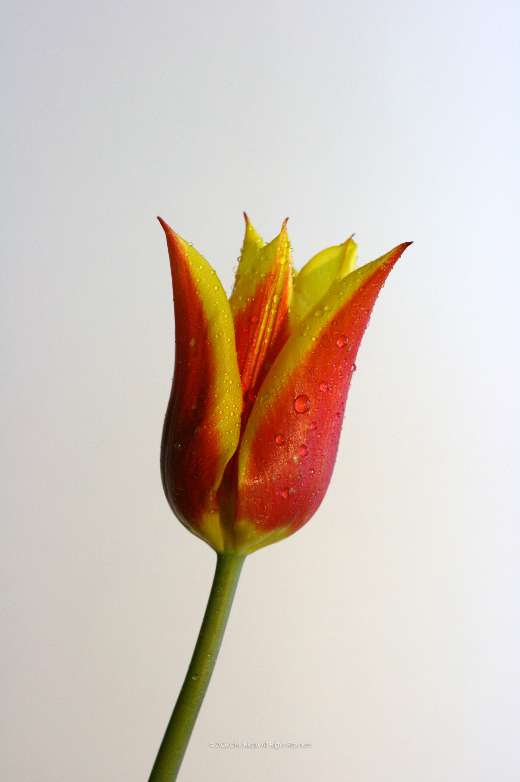 Lone Tulip